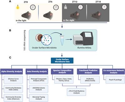 Temporal dynamics and composition of ocular surface microbiota in C57BL/6J mice: uncovering a 12h ultradian rhythm